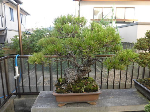 盆栽売ります