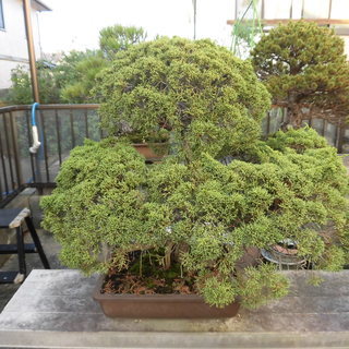 盆栽売ります