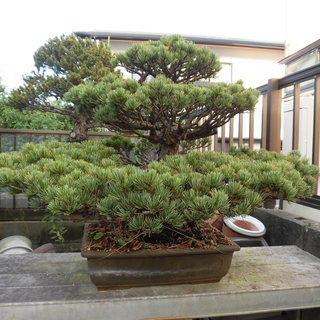 盆栽売ります