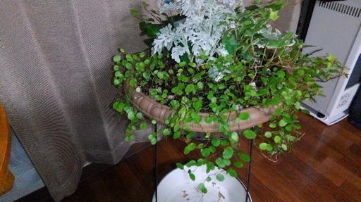 観葉植物寄せ植え アイビー ダスティミラー ワイヤープランツ まろん プロフ必読 札幌のその他の中古あげます 譲ります ジモティーで不用品の処分 観葉植物寄せ植え アイビー ダスティミラー ワイヤープランツ まろん プロフ必読 札幌のその他の中古あげます 譲ります ジモティーで不用品の処分