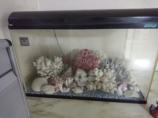 水槽の飾り珊瑚