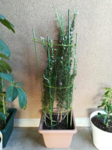 ローズマリー鉢植え 立ち80cm ピンク マズル 北九州のその他の中古あげます 譲ります ジモティーで不用品の処分 ローズマリー鉢植え 立ち80cm ピンク マズル 北九州のその他の中古あげます 譲ります ジモティーで不用品の処分
