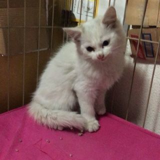 長毛白猫オッドアイ生後2～3か月