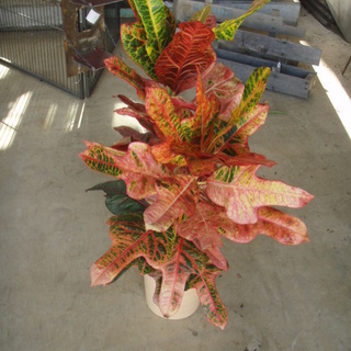 観葉植物　クロトン　6号鉢　約70cm　