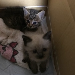2匹の子猫、生後3週間ぐらい？