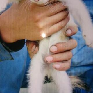 生後約１ヶ月の三毛猫です。里親さんを探しています。