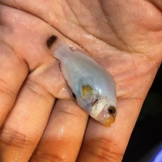 （海水魚）プラチナオセラリス　ブリード 4.5cm　1匹