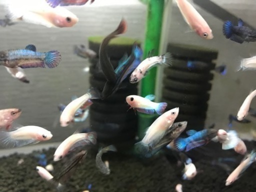 ベタの稚魚 柚希 大阪狭山市のその他の中古あげます 譲ります ジモティーで不用品の処分