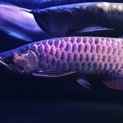 熱帯魚用品買い取ります 福岡佐賀山口大分熊本 ネオ 北九州の買いたい くださいの助け合い ジモティー