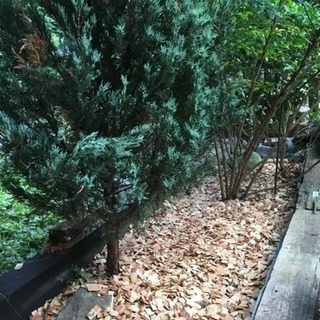 【値下げ 3袋】ウッドチップ★杉★針葉樹 (防草、保湿、保温の効果