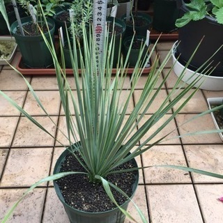 ユッカロストラータ¥10000で売ります。