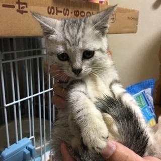 *２ヶ月の子猫ちゃん*°里親さん決まりました