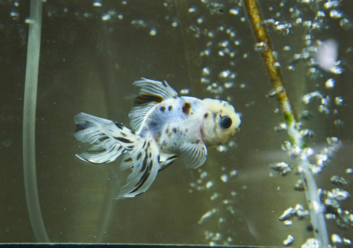 受付終了金魚 江戸錦 京桜 東錦 和金 お引き取りいただけませんか ぽんちゃん 目黒のその他の里親募集 ジモティー