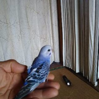 生後40日のインコ