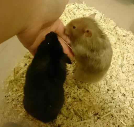 クロクマハムスターの里親さんを探しています あっこ 黒川のその他の里親募集 ジモティー クロクマハムスターの里親さんを探しています あっこ 黒川のその他の里親募集 ジモティー