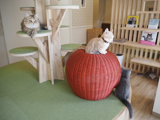 猫カフェ 猫専門ホテルのスタッフ募集 清水 放出のその他の無料求人広告 アルバイト バイト募集情報 ジモティー 猫カフェ 猫専門ホテルのスタッフ募集 清水 放出のその他の無料求人広告 アルバイト バイト募集情報 ジモティー