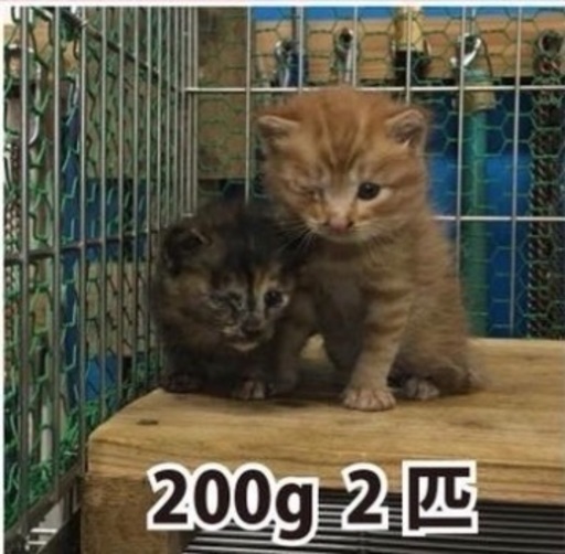 松山市保健所 子猫ちゃん里親さん募集 10月10日１７時まで みかん 松山の猫の里親募集 ジモティー