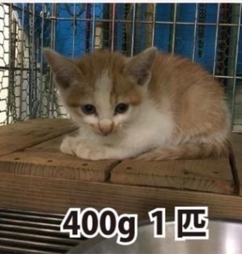 松山市保健所 子猫ちゃん里親さん募集 10月10日１７時まで みかん 松山の猫の里親募集 ジモティー