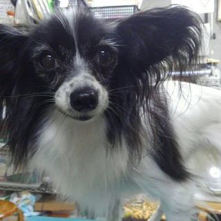 七才の僕と私ですが　ブリーダー引退犬