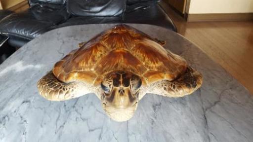 タイマイの剥製です ばび 大宮のインテリア雑貨 小物 置物 オブジェ の中古あげます 譲ります ジモティーで不用品の処分