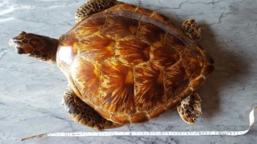タイマイの剥製です ばび 大宮のインテリア雑貨 小物 置物 オブジェ の中古あげます 譲ります ジモティーで不用品の処分