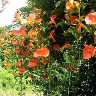 植木ノウゼンカズラ ハイビスカス似た花 ややこ 宮若のその他の中古あげます 譲ります ジモティーで不用品の処分