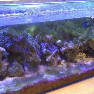 海水魚と水槽他一式、譲ります