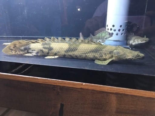 エンドリケリー ナイジェリア ワイルド 熱帯魚 アロワナ