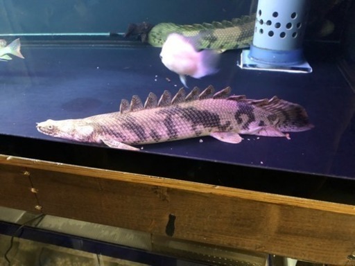 エンドリケリー セミショート 超絶詰まり体型！熱帯魚 アロワナ