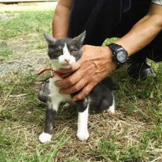 3カ月の男の子です。 - 猫