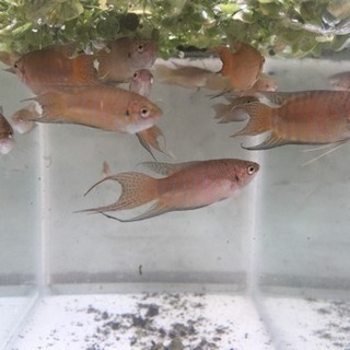 タイワンキンギョの中古が安い 激安で譲ります 無料であげます ジモティー