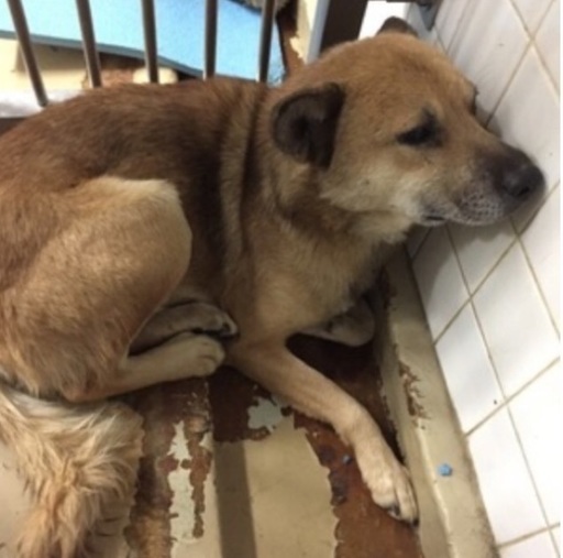 里親決定 有難うございました 捕獲器に入った野犬の男の子 助けを待っています 県外の方も里親になれますお願いします Kmhらぶ 周南の犬の里親募集 ジモティー