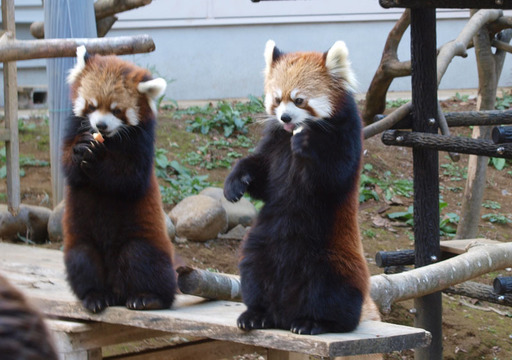 10月21日 10 21 後ろ足で立つことができるレッサーパンダが人気 千葉動物園コン 全国恋活パーティー 動物公園 のパーティーのイベント参加者募集 無料掲載の掲示板 ジモティー