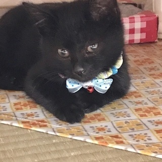 かわいい黒猫の子猫 2カ月 ➕ 2匹 - 札幌市