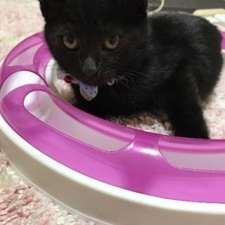 かわいい黒猫の子猫 2カ月 ➕ 2匹 - 猫