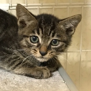 かわいい黒猫の子猫 2カ月 ➕ 2匹 − 北海道