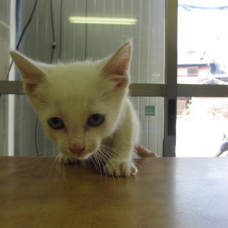 白い目がブルー猫の里親募集しております。 − 兵庫県