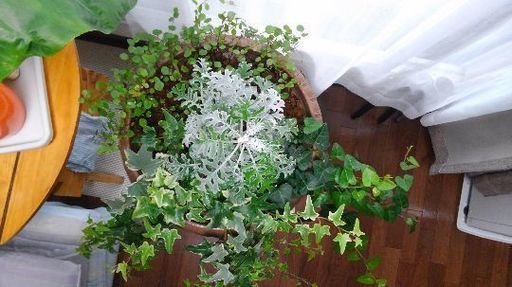 観葉植物寄せ植え アイビー ダスティミラー ワイヤープランツ まろん プロフ必読 札幌のその他の中古あげます 譲ります ジモティーで不用品の処分