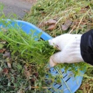 ■■■福岡市南区の草とり、草抜き、草むしり【福岡グリーン 南営業所】