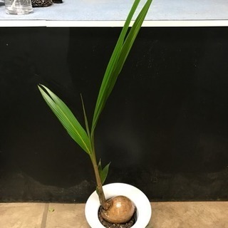 ココヤシ◆椰子◆観葉植物インテリアグリーン