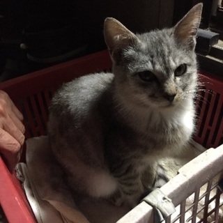 迷い猫 生後2〜3ヶ月の雌子猫  − 宮城県