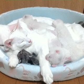 ★急募★生後2ヶ月の子猫の里親募集