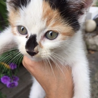 生後1〜2ヶ月の子猫です。かわいい三毛猫の家族になってあげてください。