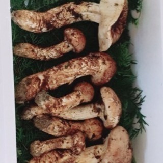 採れたて発送！広島産松茸