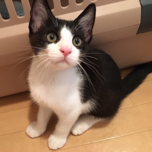 綺麗なハチワレのシャチ太郎くん (ちーぶー) 藤枝の猫の里親募集 