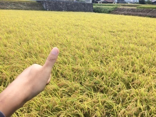 29年度新米！岐阜県中津川産コシヒカリ30kg