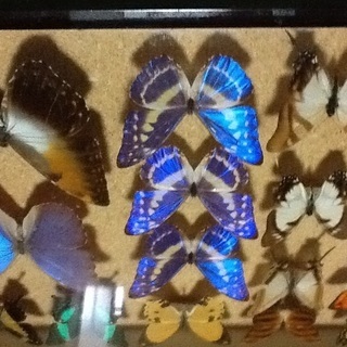 蝶の標本