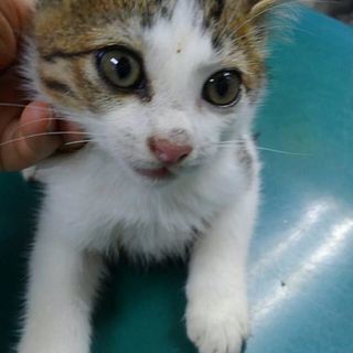 野良ママと　はぐれた子猫達 - 里親募集