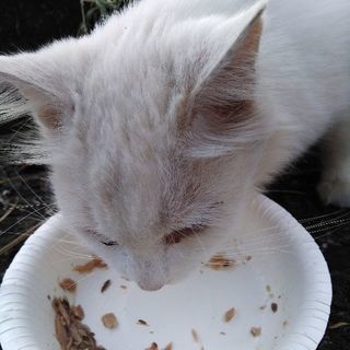 地域猫ボランティア活動をしています − 熊本県