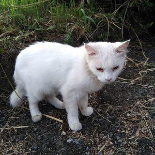 地域猫ボランティア活動をしています - 里親募集